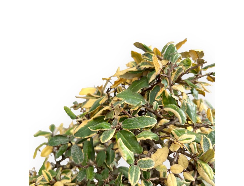Elaeagnus Pungens - Oléastre - 84 cm