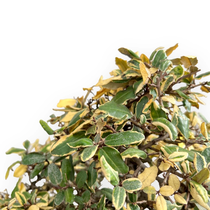 Elaeagnus Pungens Variegato - Olivagno - 84 cm