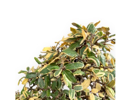 Elaeagnus Pungens Variegato - Olivagno - 84 cm