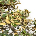 Elaeagnus Pungens Variegato - Olivagno - 84 cm