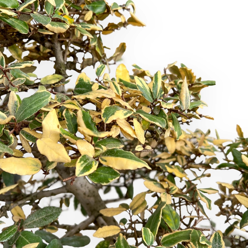 Elaeagnus Pungens Variegato - Olivagno - 84 cm