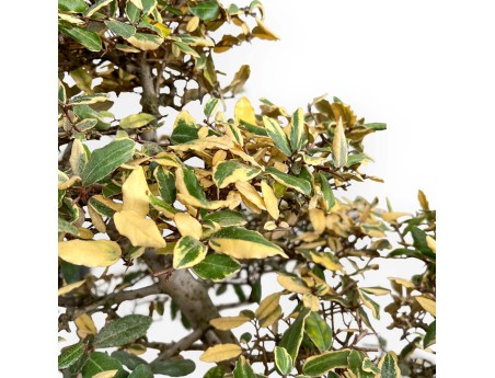 Elaeagnus Pungens Variegato - Olivagno - 84 cm