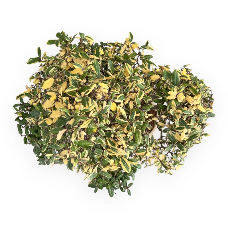 Elaeagnus Pungens Variegato - Olivagno - 84 cm