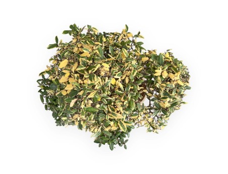 Elaeagnus Pungens - Silverberry - 84 cm