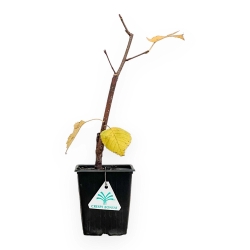 Betula Utilis - Bouleau - 35 cm