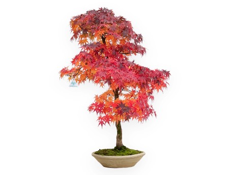 Acer Palmatum Viridis - Érable - 85 cm