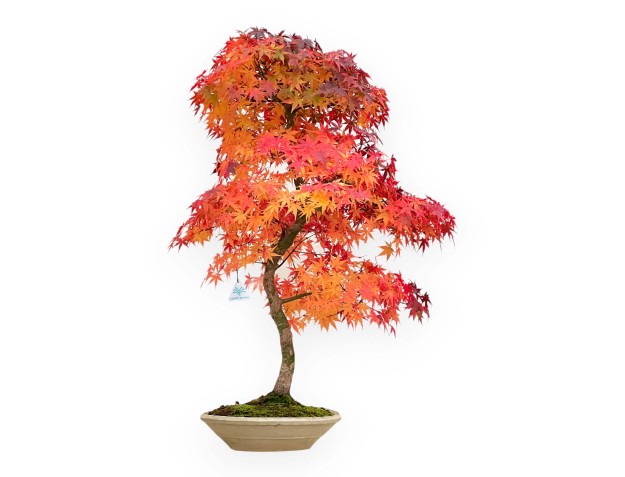 Acer Palmatum Viridis - Acero - 85 cm