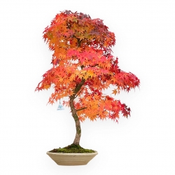 Acer Palmatum Viridis - Maple - 85 cm