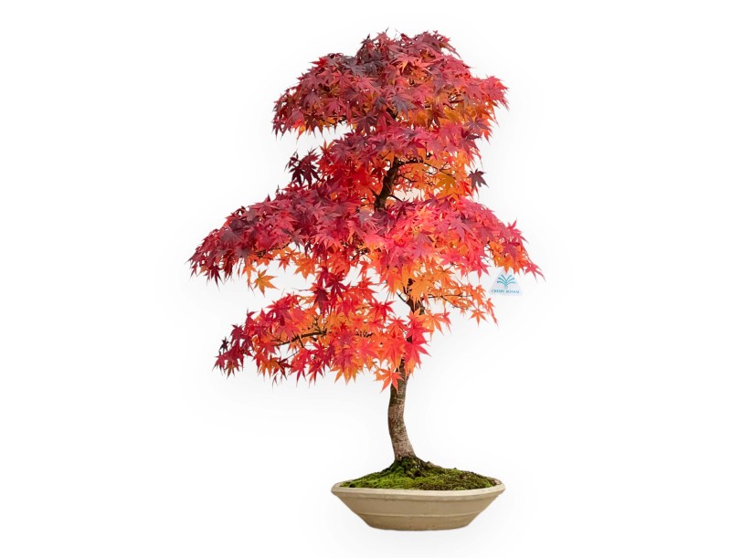 Acer Palmatum Viridis - Érable - 85 cm