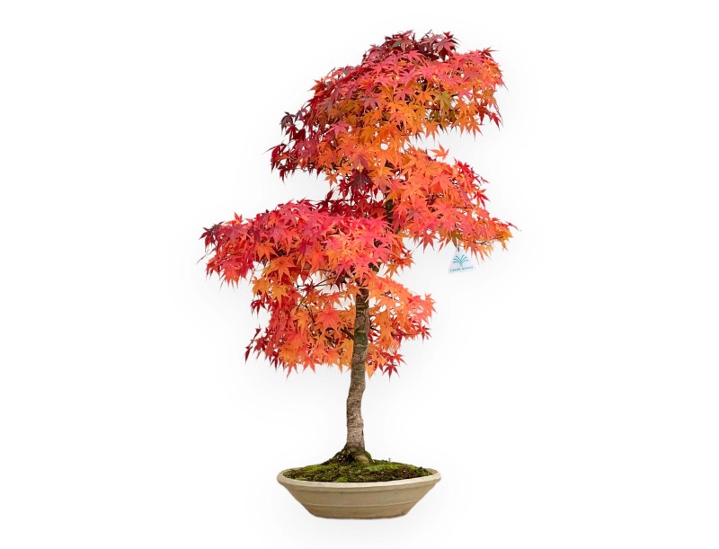 Acer Palmatum Viridis - 85 cm