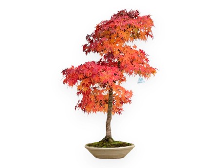 Acer Palmatum Viridis - 85 cm