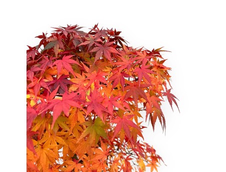 Acer Palmatum Viridis - 85 cm