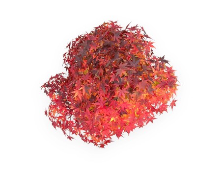 Acer Palmatum Viridis - 85 cm