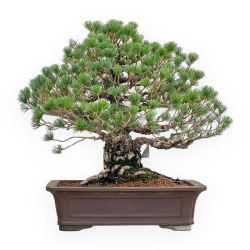 Pinus Pentaphylla - Den - 60 cm