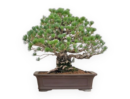 Pinus Pentaphylla - Pino - 60 cm