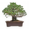 Pinus Pentaphylla - Kiefer - 60 cm