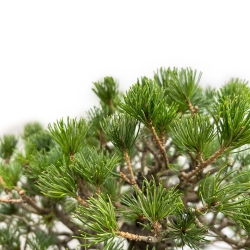 Pinus Pentaphylla - Pin à cinq aiguilles - 60 cm