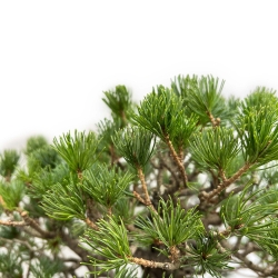 Pinus Pentaphylla - Pino a cinque aghi - 60 cm