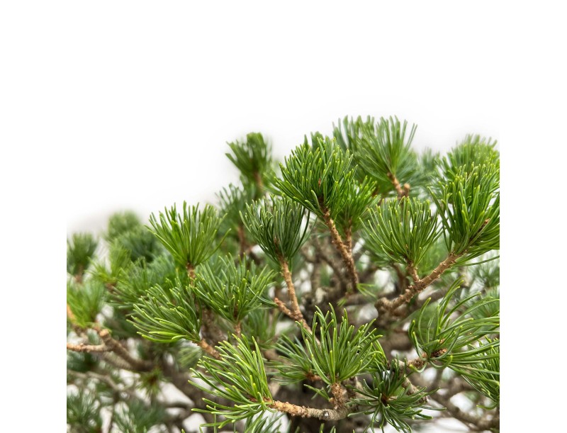 Pinus Pentaphylla - Pino a cinque aghi - 60 cm