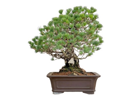 Pinus Pentaphylla - Den - 60 cm