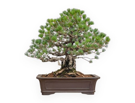 Pinus Pentaphylla - Pino - 60 cm