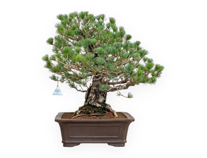 Pinus Pentaphylla - Pino a cinque aghi - 60 cm