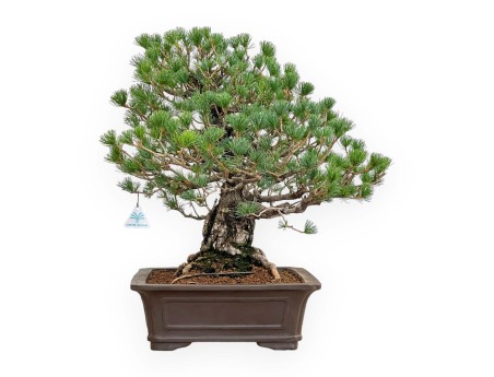 Pinus Pentaphylla - Pine five needles - 60 cm