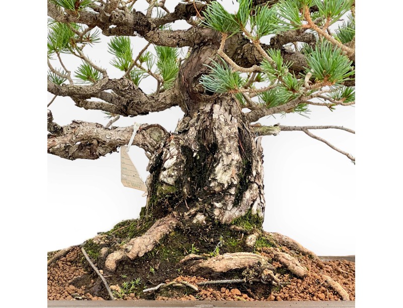 Pinus Pentaphylla - Pino a cinque aghi - 60 cm