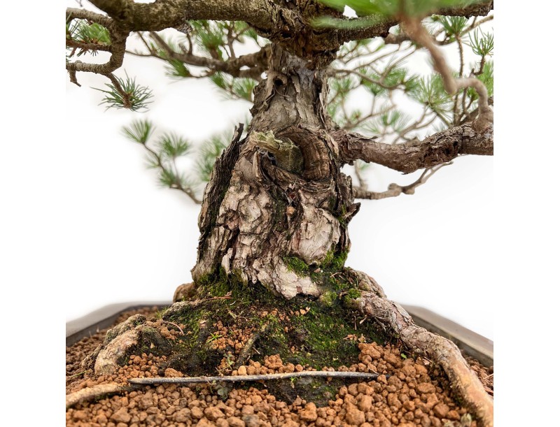 Pinus Pentaphylla - Pine five needles - 60 cm