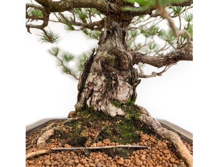 Pinus Pentaphylla - Pine five needles - 60 cm