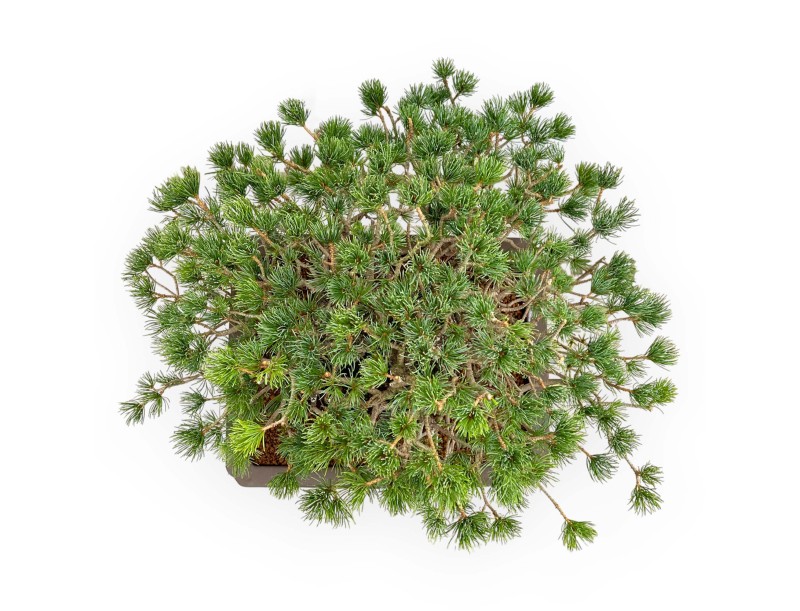 Pinus Pentaphylla - Pino - 60 cm