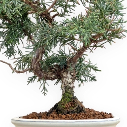 Juniperus Chinensis - Juniper - 37 cm