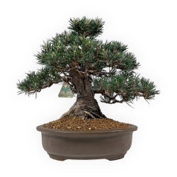 Pinus Thunbergii Kotobuki - Pino Nero - 33 cm