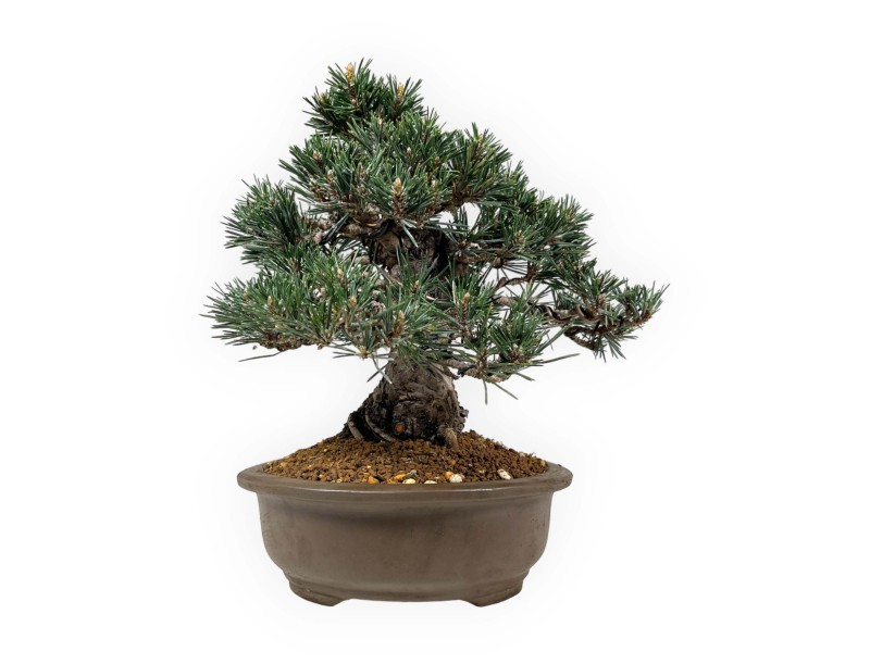 Pinus Thunbergii Kotobuki - Black Pine - 33 cm