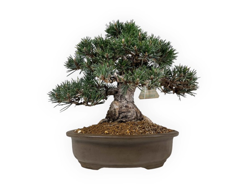 Pinus Thunbergii Kotobuki - Pino Nero - 33 cm