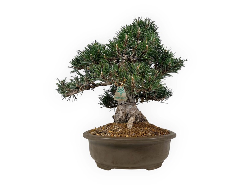 Pinus Thunbergii Kotobuki - Pino Nero - 33 cm