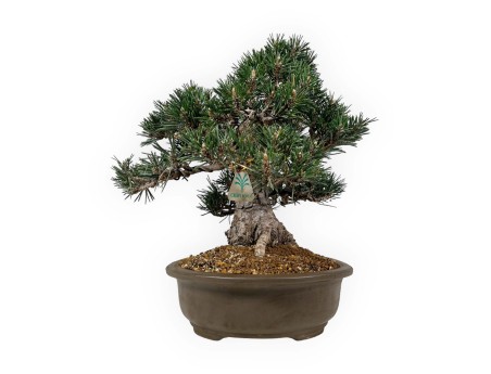 Pinus Thunbergii Kotobuki - Pin Noir - 33 cm