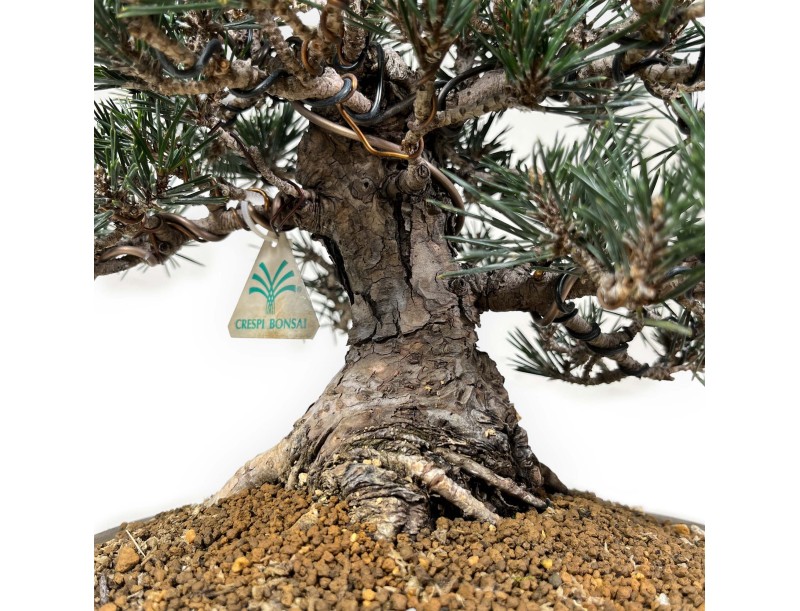 Pinus Thunbergii Kotobuki - Black Pine - 33 cm