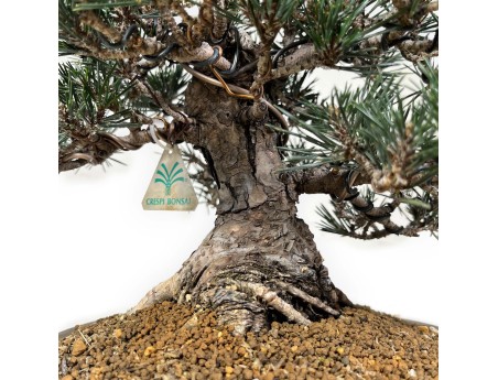 Pinus Thunbergii Kotobuki - Black Pine - 33 cm