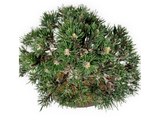 Pinus Thunbergii Kotobuki - Black Pine - 33 cm 2