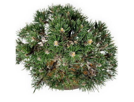 Pinus Thunbergii Kotobuki - Black Pine - 33 cm