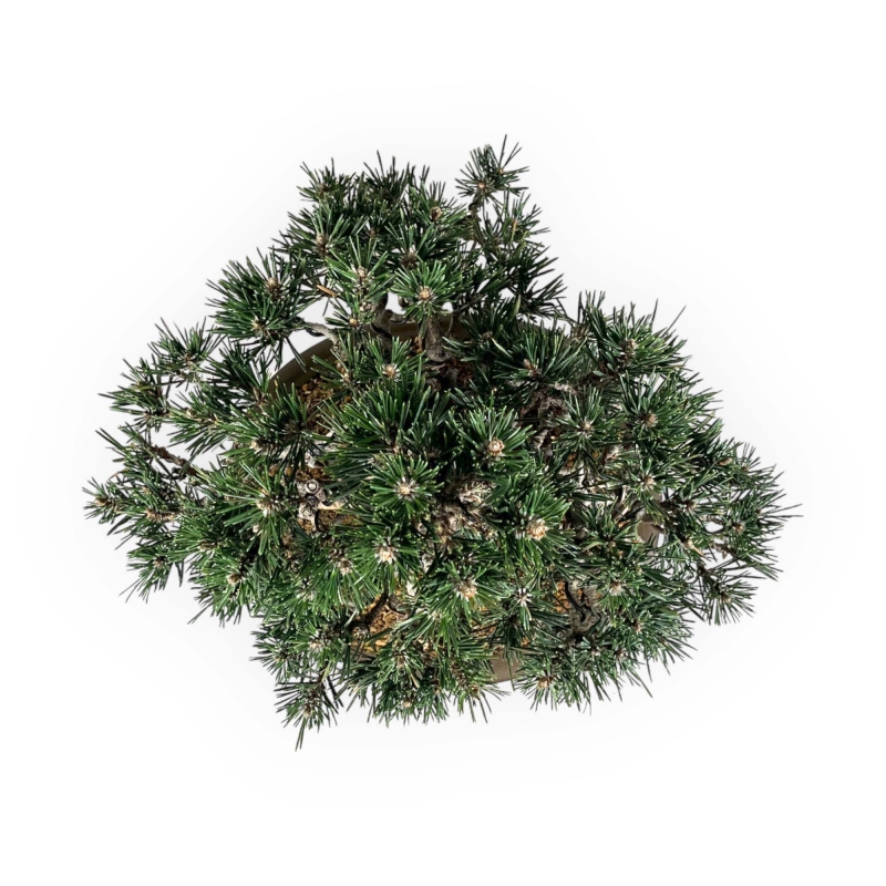Pinus Thunbergii Kotobuki - Black Pine - 33 cm