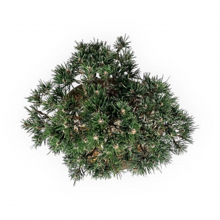 Pinus Thunbergii Kotobuki - Black Pine - 33 cm