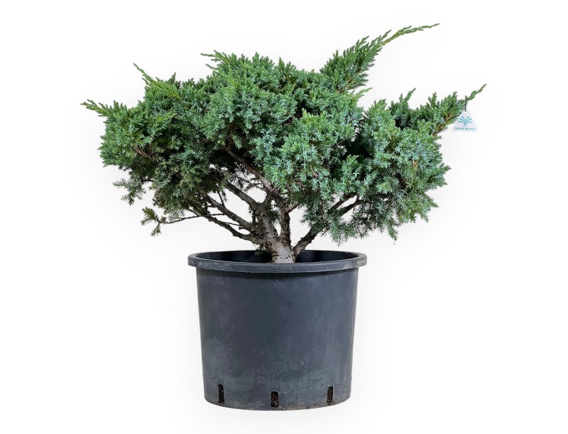 Juniperus media 'Mint Julep' - Genévrier - 60 cm