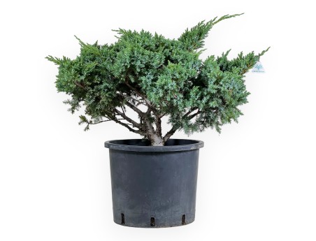 Juniperus media 'Mint Julep' - Ginepro - 60 cm