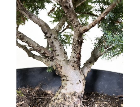 Juniperus media 'Mint Julep' - Ginepro - 60 cm
