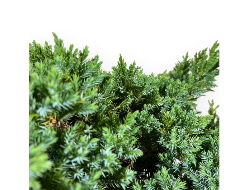 Juniperus media 'Mint Julep' - Genévrier - 60 cm