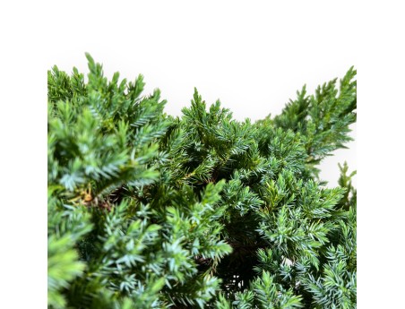 Juniperus media 'Mint Julep' - Ginepro - 60 cm