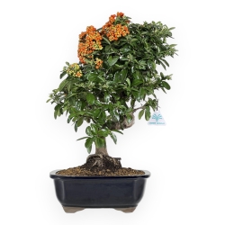 Pyracantha spp - 54 cm