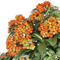 Pyracantha spp - 54 cm